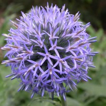 Мордовник звичайний (Echinops ritro)
