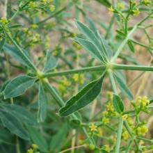 Марена красильна (Rubia tinctorum)