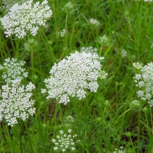 Морква посівна (Daucus sativus)