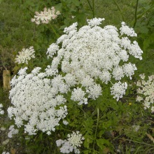 Морква дика чи звичайна (Daucus carota)
