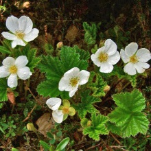 Морошка звичайна (Rubus chamaemorus)