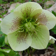 Морозник кавказький (Helleborus caucasicus)