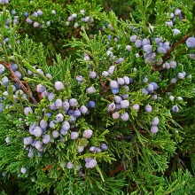 Ялівець козацький (Juniperus sabina)