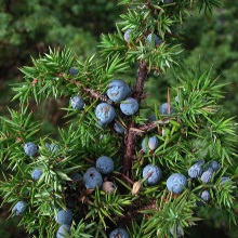 Ялівець звичайний (Juniperus communis)