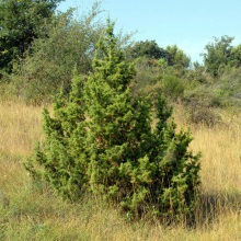 Ялівець звичайний (Juniperus communis)