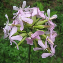 Мильнянка лікарська (Saponaria officinalis)