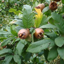 Мушмула звичайна (Mespilus germanica)