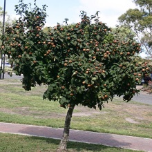 Мушмула звичайна (Mespilus germanica)