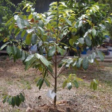 Мускатний горіх (Myristica fragrans)