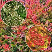 Нандіна домашня (Nandina domestica)