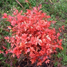 Нандіна домашня (Nandina domestica)