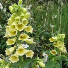 Наперстянка великоквіткова (Digitalis grandiflora)