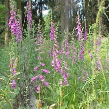 Наперстянка пурпурна чи червона (Digitalis purpurea)
