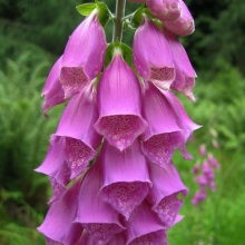 Наперстянка пурпурна чи червона (Digitalis purpurea)