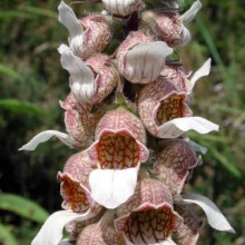 Наперстянка шерстиста (Digitalis lanata)