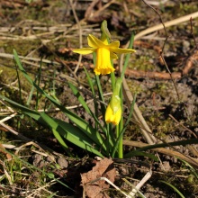 Нарцис помилковий або жовтий (Narcíssus pseudonarcíssus)
