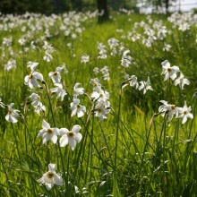 Нарцис поетичний чи звичайний (Narcissus poeticus)