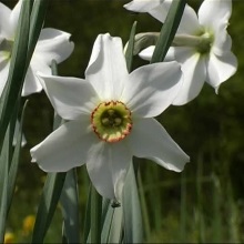 Нарцис поетичний чи звичайний (Narcissus poeticus)