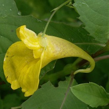 Недоторка звичайна або жовта (Impatiens noli-tangere)