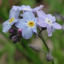 Незабудка болотна (Myosotis palustris, Myosotis scorpioides)