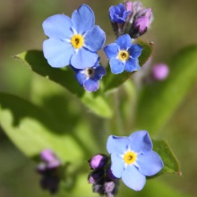 Незабудка польова (Myosotis arvensis)