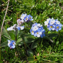 Незабудка польова (Myosotis arvensis)