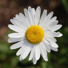 Нив'яник звичайний (Leucanthemum vulgare)