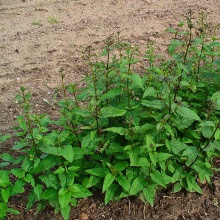 Норичник вузлуватий (Scrophularia nodosa)