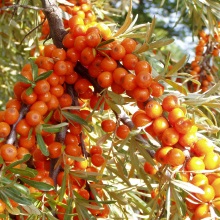 Обліпиха крушоподібна (Hippophae rhamnoides)