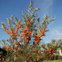 Обліпиха крушоподібна (Hippophae rhamnoides)