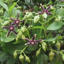 Обвойник грецький (Periploca graeca)