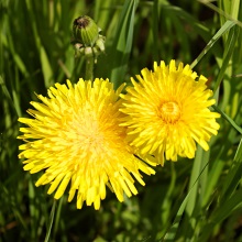 Кульбаба лікарська (Taraxacum officinale)