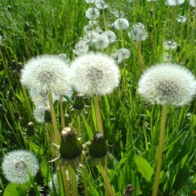 Кульбаба лікарська (Taraxacum officinale)