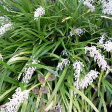 Офіопогон японський (Ophiopogon japonicus)