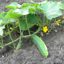Огірок звичайний (Cucumis sativus)