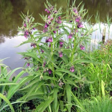 Живокіст лікарський (Symphytum officinale)