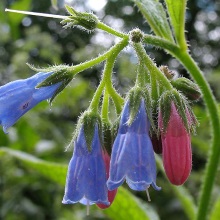 Живокіст жорсткий або шорсткий (Symphytum asperum)