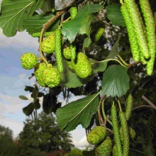Вільха клейка або чорна (Alnus glutinosa)