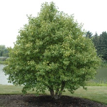 Вільха сіра (Alnus incana)