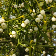 Омела біла (Viscum album)