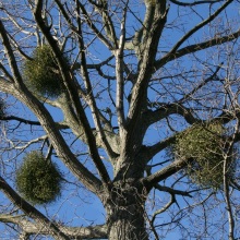 Омела біла (Viscum album)