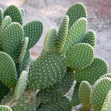 Опунція (Opuntia)