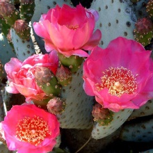 Опунція (Opuntia)