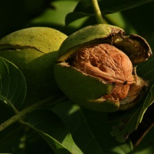 Горіх волоський (Juglans regia)
