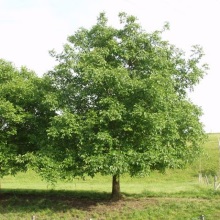 Горіх волоський (Juglans regia)