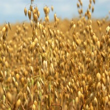 Овес посівний (Avena sativa)