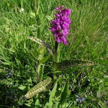 Пальчатокоренник плямистий (Orchis maculata)