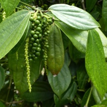 Перець (Piper)