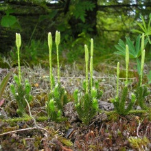 Плаун булавоподібний (Lycopodium clavatum)