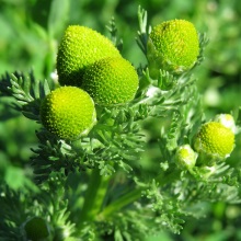 Ромашка без язика (Lepidotheca suaveolens)